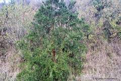 Luma apiculata