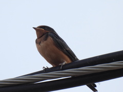 Petrochelidon fulva