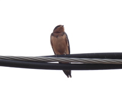 Petrochelidon fulva