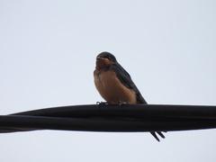 Petrochelidon fulva