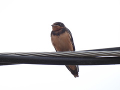 Petrochelidon fulva