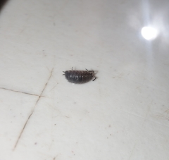 Porcellio laevis