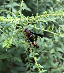 Vitacea scepsiformis