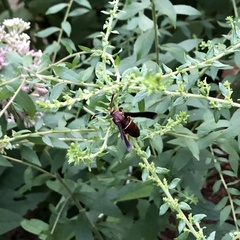 Vitacea scepsiformis