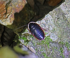Opisthoplatia orientalis