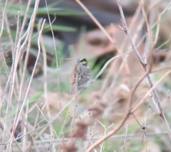 Emberiza chrysophrys