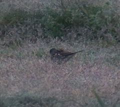 Emberiza spodocephala