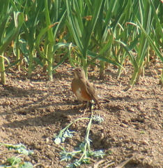 Turdus chrysolaus