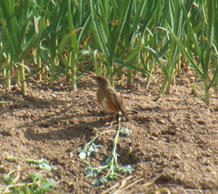 Turdus chrysolaus