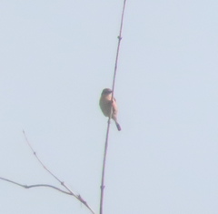 Saxicola stejnegeri