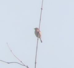 Saxicola stejnegeri