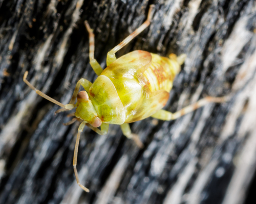 Oak Catkin Mirid
