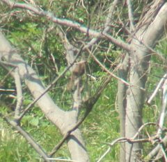 Turdus mupinensis