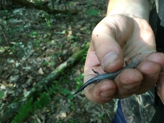 Plethodon hoffmani