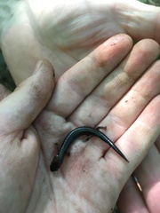 Plethodon hoffmani