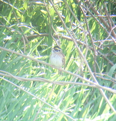 Emberiza chrysophrys