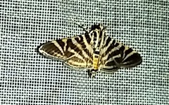 Spilomela