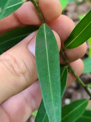 Silphium asperrimum