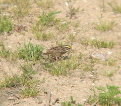 Emberiza chrysophrys