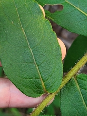 Silphium asperrimum