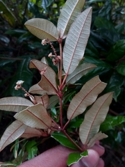 Croton trichotomus