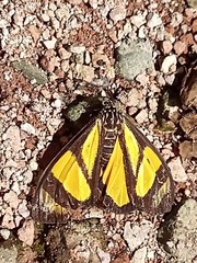 Pseudophaloe cerealia