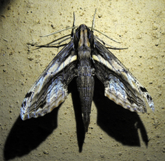 Xylophanes crenulata