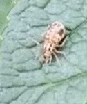 Teliapsocus