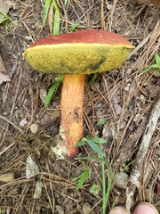 Xerocomus sclerotiorum