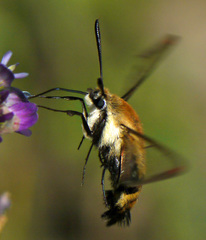 Hemaris diffinis