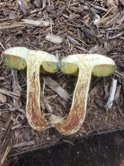 Xerocomus sclerotiorum