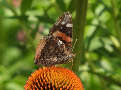 Vanessa atalanta
