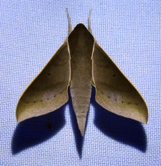 Xylophanes porcus