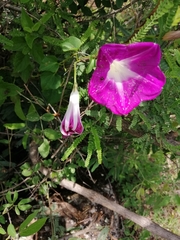Ipomoea orizabensis novogaliciana