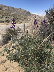 Lupinus excubitus