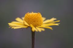 Helenium drummondii