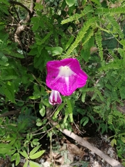 Ipomoea orizabensis novogaliciana