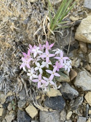 Houstonia rubra
