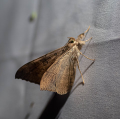 Oxyodes