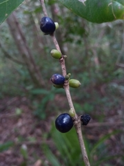 Saldinia proboscidea