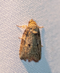 Garella