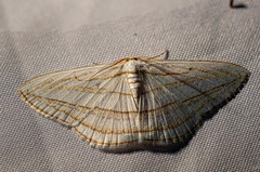 Orthocabera sericea