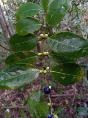 Saldinia proboscidea