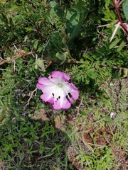Ipomoea orizabensis novogaliciana