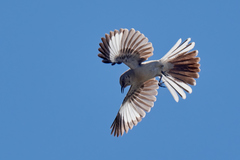 Northern Mockingbird photo 5