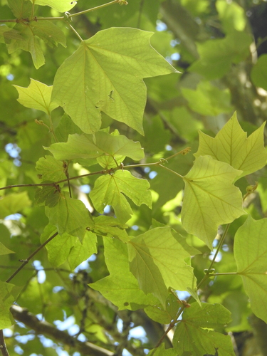 Platanus mexicana (Platanus mexicana)