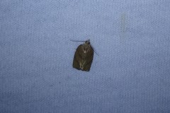 Argyrotaenia juglandana