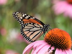 Danaus plexippus