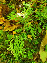 Selaginellaceae
