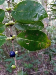 Saldinia proboscidea